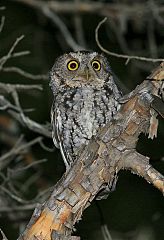 Whiskered Screech-Owl